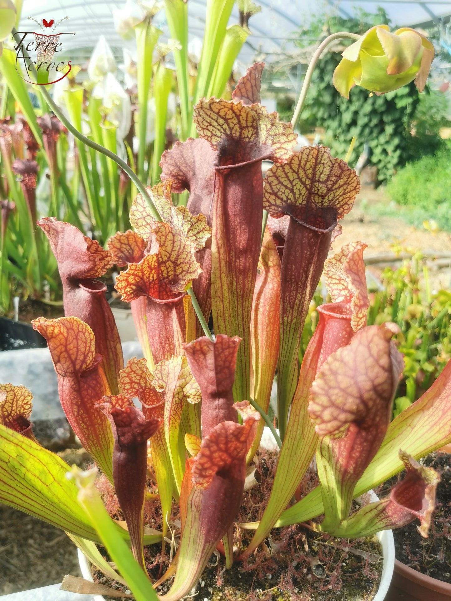 SXMI01 Sarracenia x mitchelliana