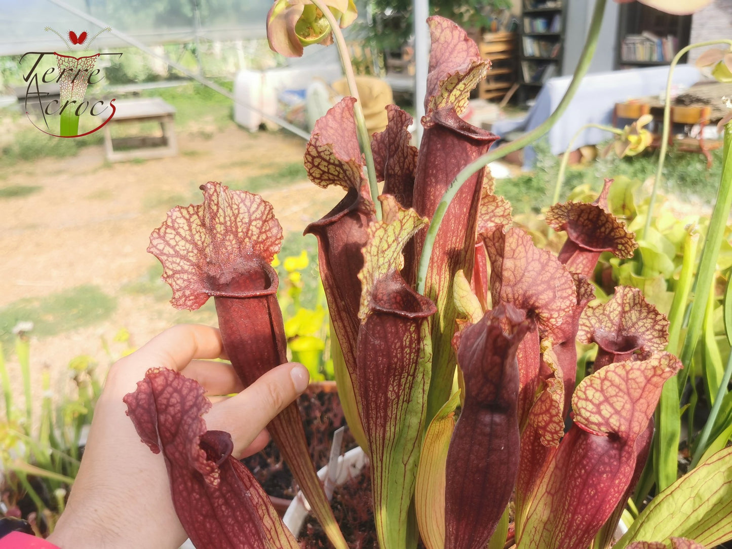 SXMI01 Sarracenia x mitchelliana