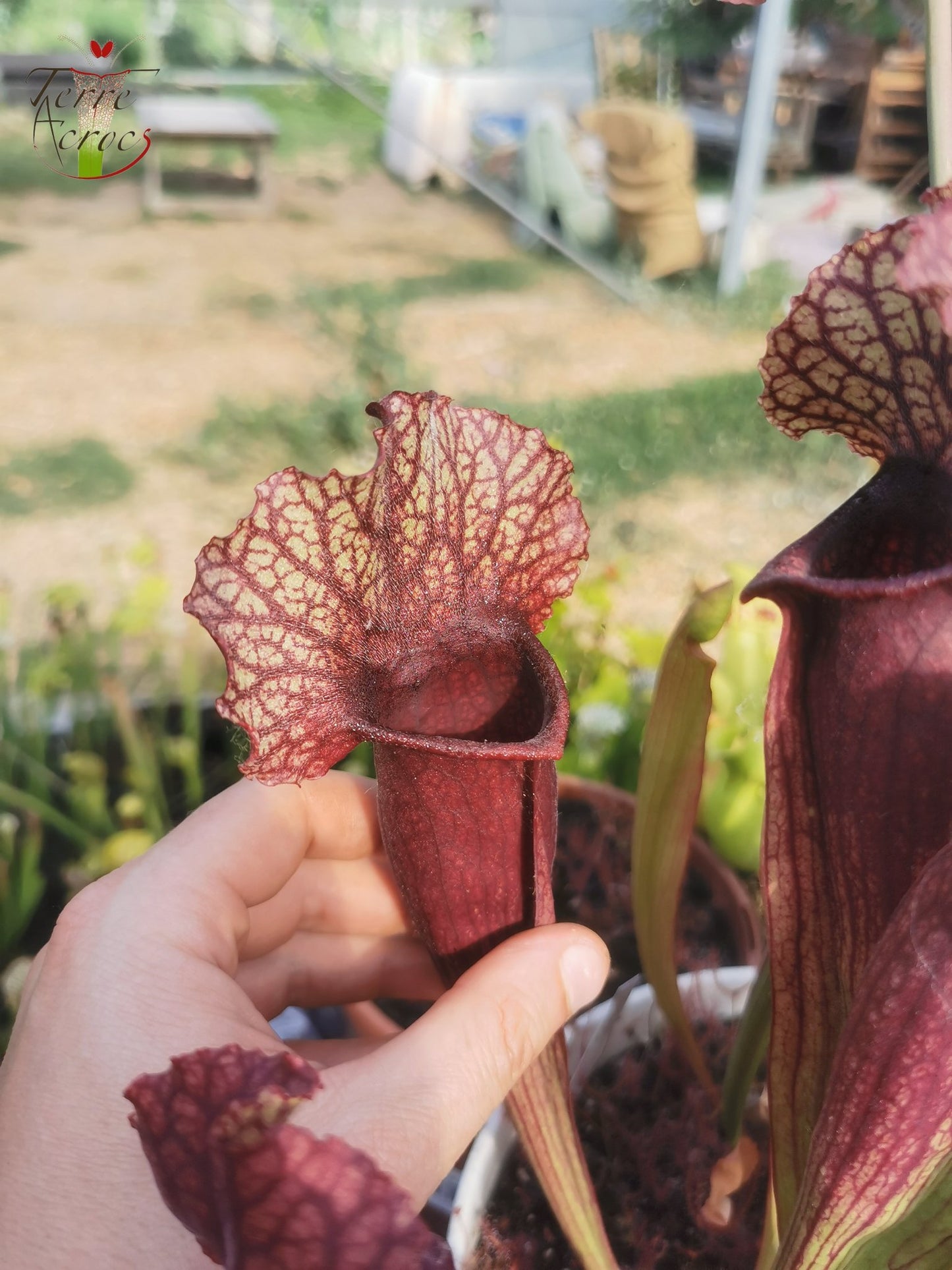 SXMI01 Sarracenia x mitchelliana