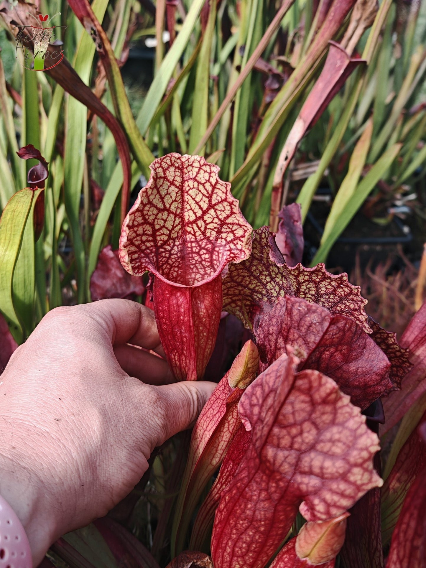 SXMI01 Sarracenia x mitchelliana