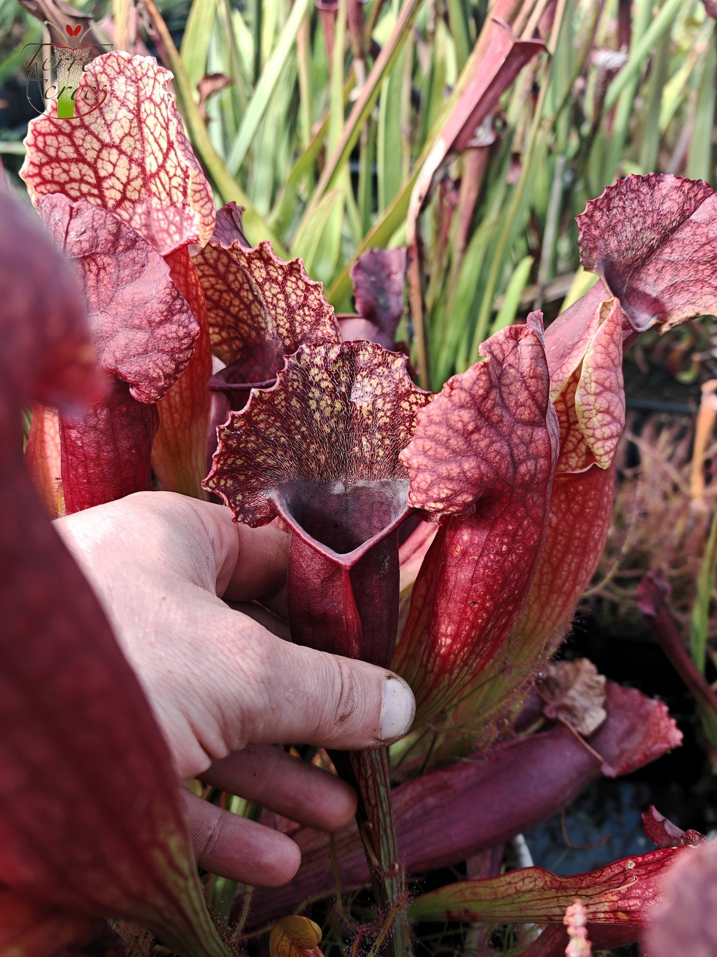 SXMI01 Sarracenia x mitchelliana