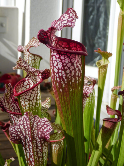 SXMI02 Sarracenia x mitchelliana -- ‘Bella’