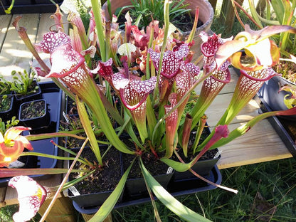 SXMI02 Sarracenia x mitchelliana -- ‘Bella’