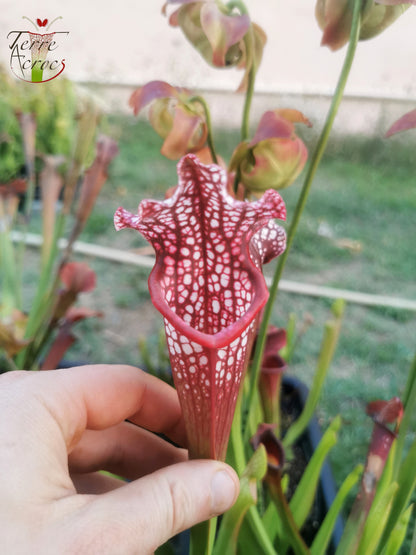 SXMI02 Sarracenia x mitchelliana -- ‘Bella’