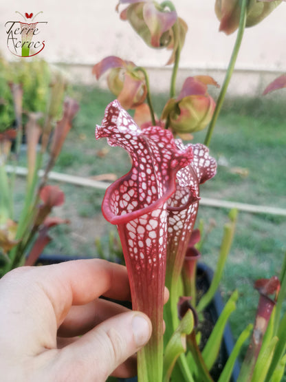 SXMI02 Sarracenia x mitchelliana -- ‘Bella’