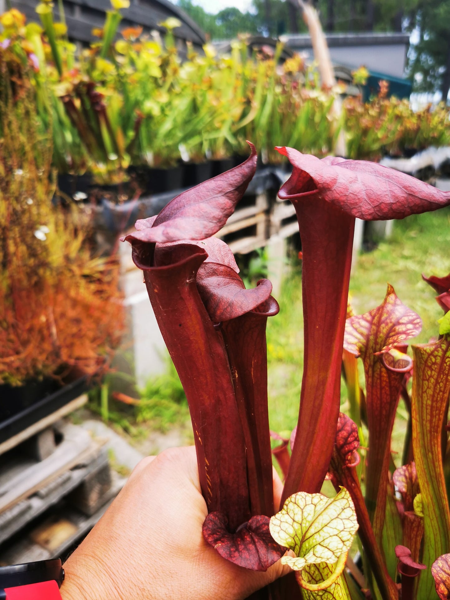 SXP04a Sarracenia x (S. x moorei -- "Luben's Red" x S. flava var. ornata)(clone a)