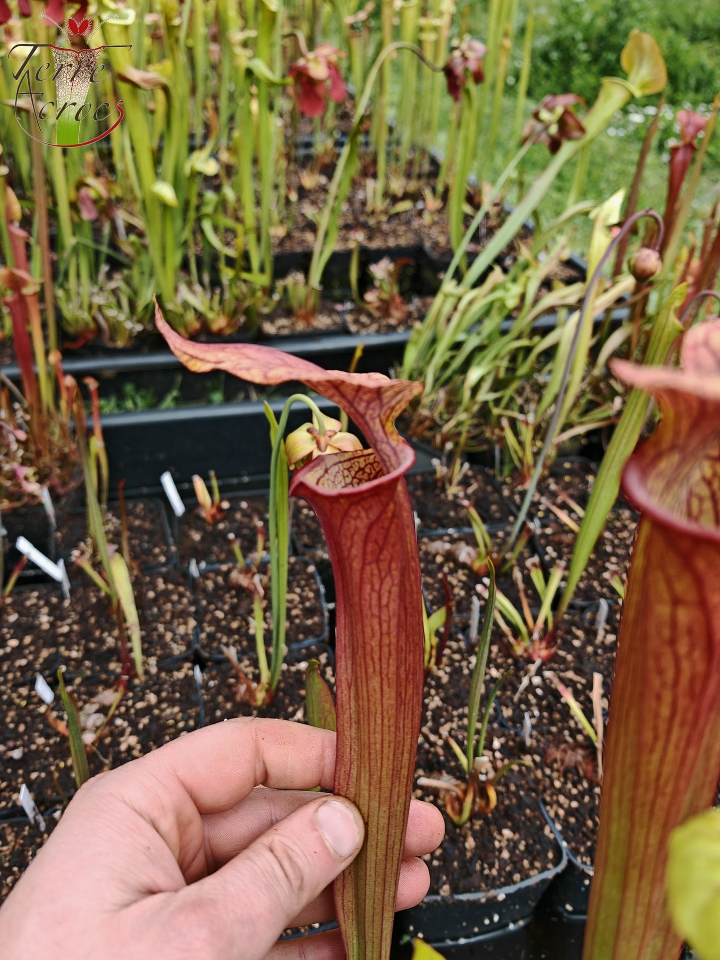 SXP04a Sarracenia x (S. x moorei -- "Luben's Red" x S. flava var. ornata)(clone a)