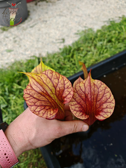 SXP04a Sarracenia x (S. x moorei -- "Luben's Red" x S. flava var. ornata)(clone a)