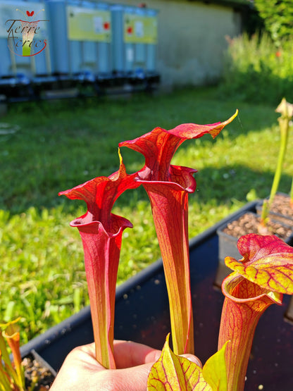 SXP04a Sarracenia x (S. x moorei -- "Luben's Red" x S. flava var. ornata)(clone a)