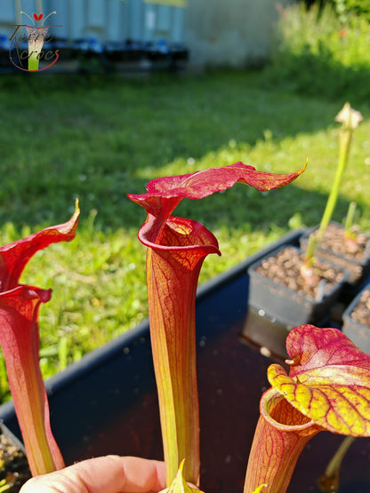 SXP04a Sarracenia x (S. x moorei -- "Luben's Red" x S. flava var. ornata)(clone a)