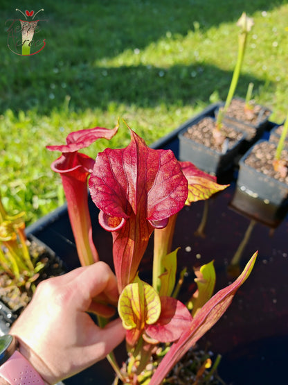 SXP04a Sarracenia x (S. x moorei -- "Luben's Red" x S. flava var. ornata)(clone a)