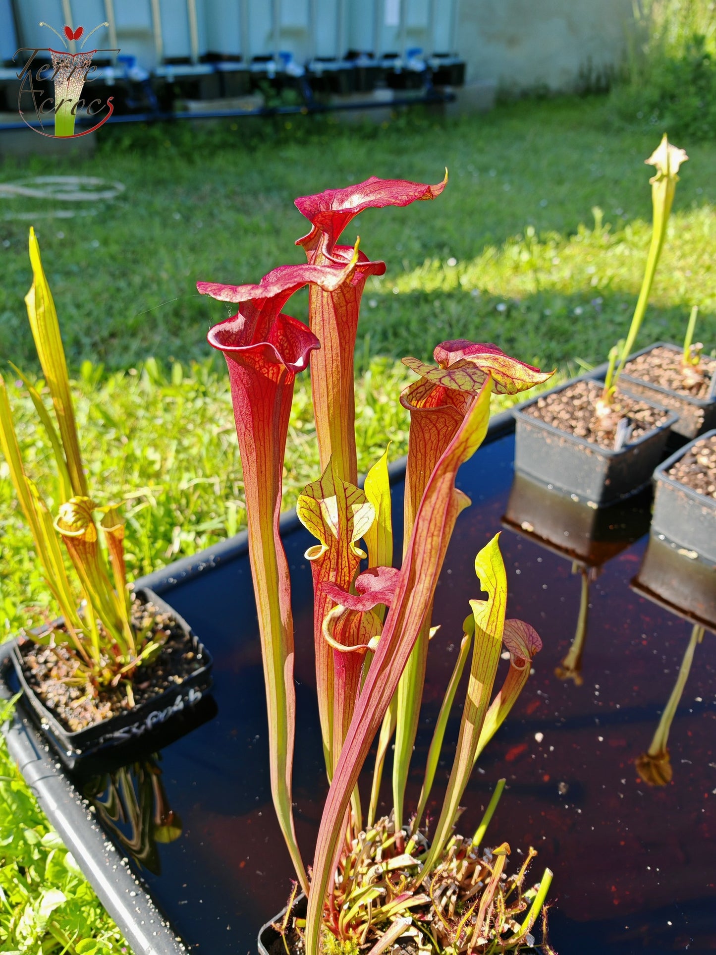 SXP04a Sarracenia x (S. x moorei -- "Luben's Red" x S. flava var. ornata)(clone a)