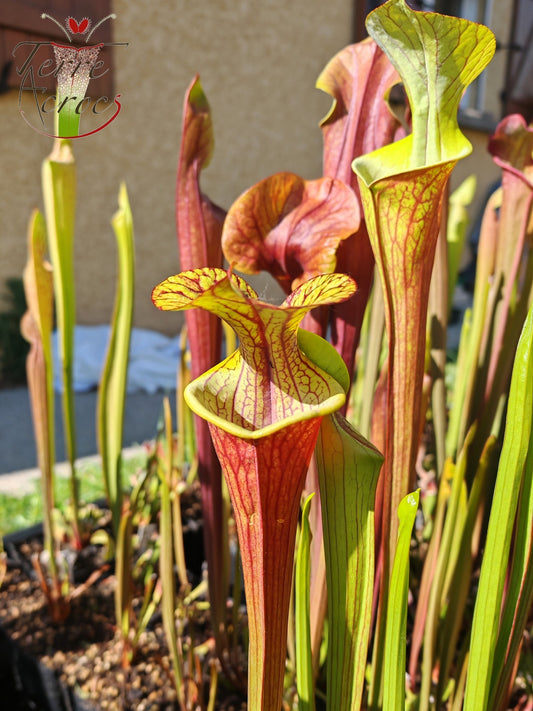 SXP04b Sarracenia x (S. x moorei – „Luben's Red“ x S. flava var. ornata) (Klon b)