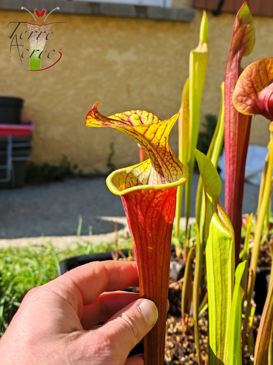SXP04b Sarracenia x (S. x moorei – „Luben's Red“ x S. flava var. ornata) (Klon b)