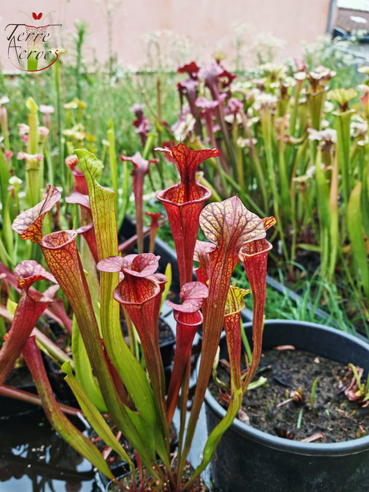 SXP04b Sarracenia x (S. x moorei -- "Luben's Red" x S. flava var. ornata)(clone b)