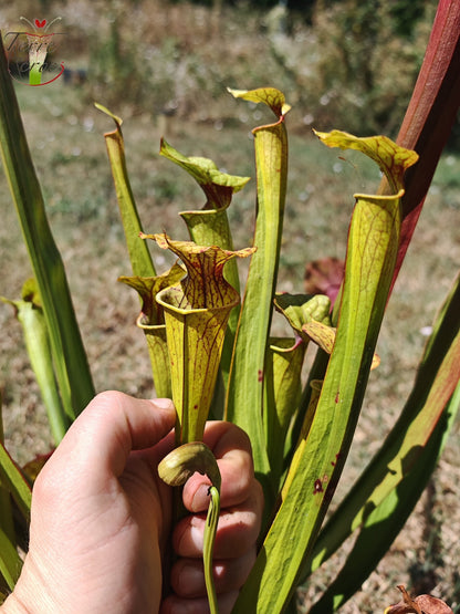 SXP08V01 Sarracenia hybrid complex green