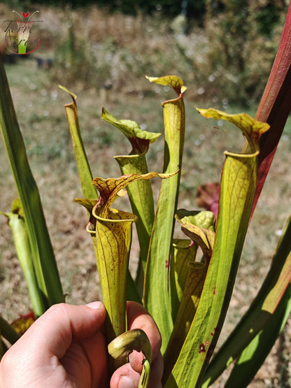 SXP08V01 Sarracenia hybrid complex green