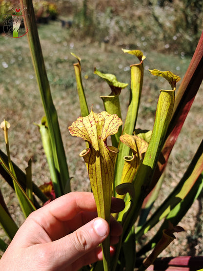 SXP08V01 Sarracenia hybrid complex green