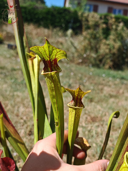 SXP08V02 Sarracenia hybride complexe vert