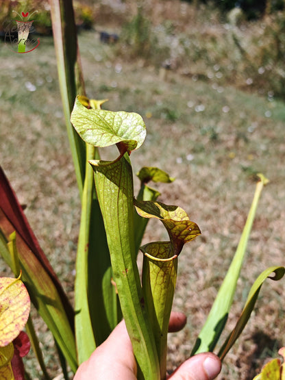 SXP08V02 Sarracenia hybride complexe vert