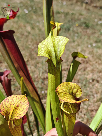 SXP08V02 Sarracenia hybride complexe vert