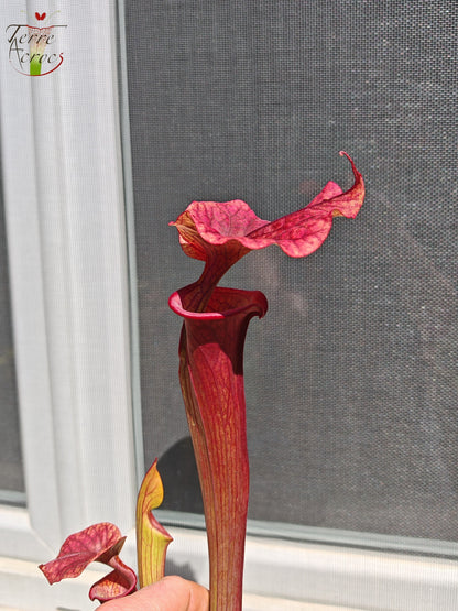 SXP14 Sarracenia x ("Plum" x S. flava var. atropurpurea)