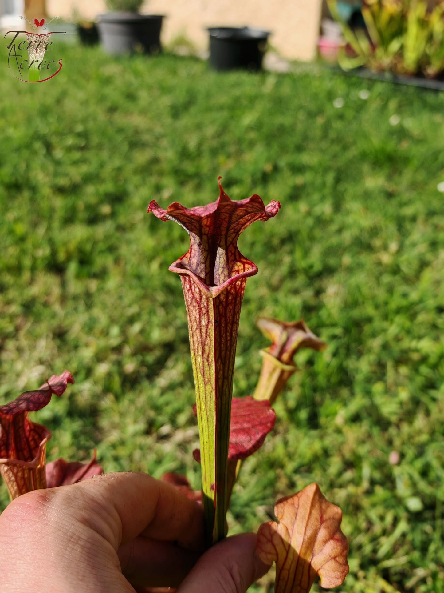 SXP16-01 Sarracenia x [((S.alata x S.leucophylla -- Red & Gold) x 'Leah Wilkerson')(SX65a, CA) x S. flava var. cuprea (F10,MK)]