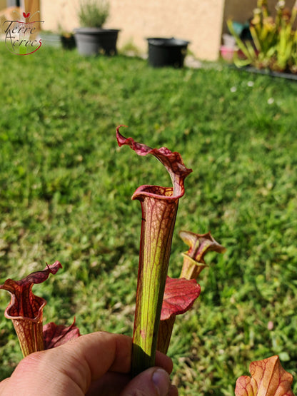 SXP16-01 Sarracenia x [((S.alata x S.leucophylla -- Red & Gold) x 'Leah Wilkerson')(SX65a, CA) x S. flava var. cuprea (F10,MK)]