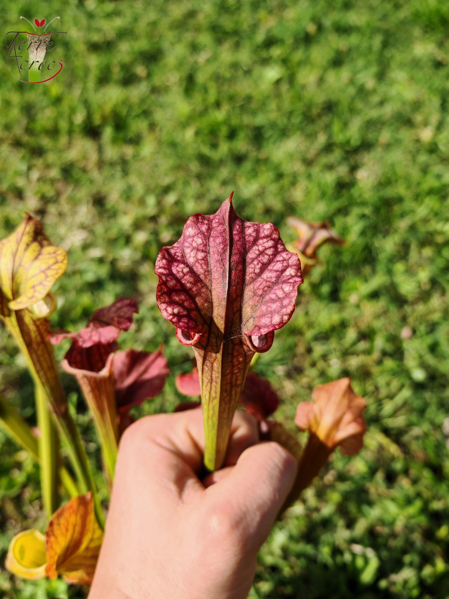 SXP16-01 Sarracenia x [((S.alata x S.leucophylla -- Red &amp; Gold) x 'Leah Wilkerson')(SX65a, CA) x S. flava var. cuprea (F10,MK)]