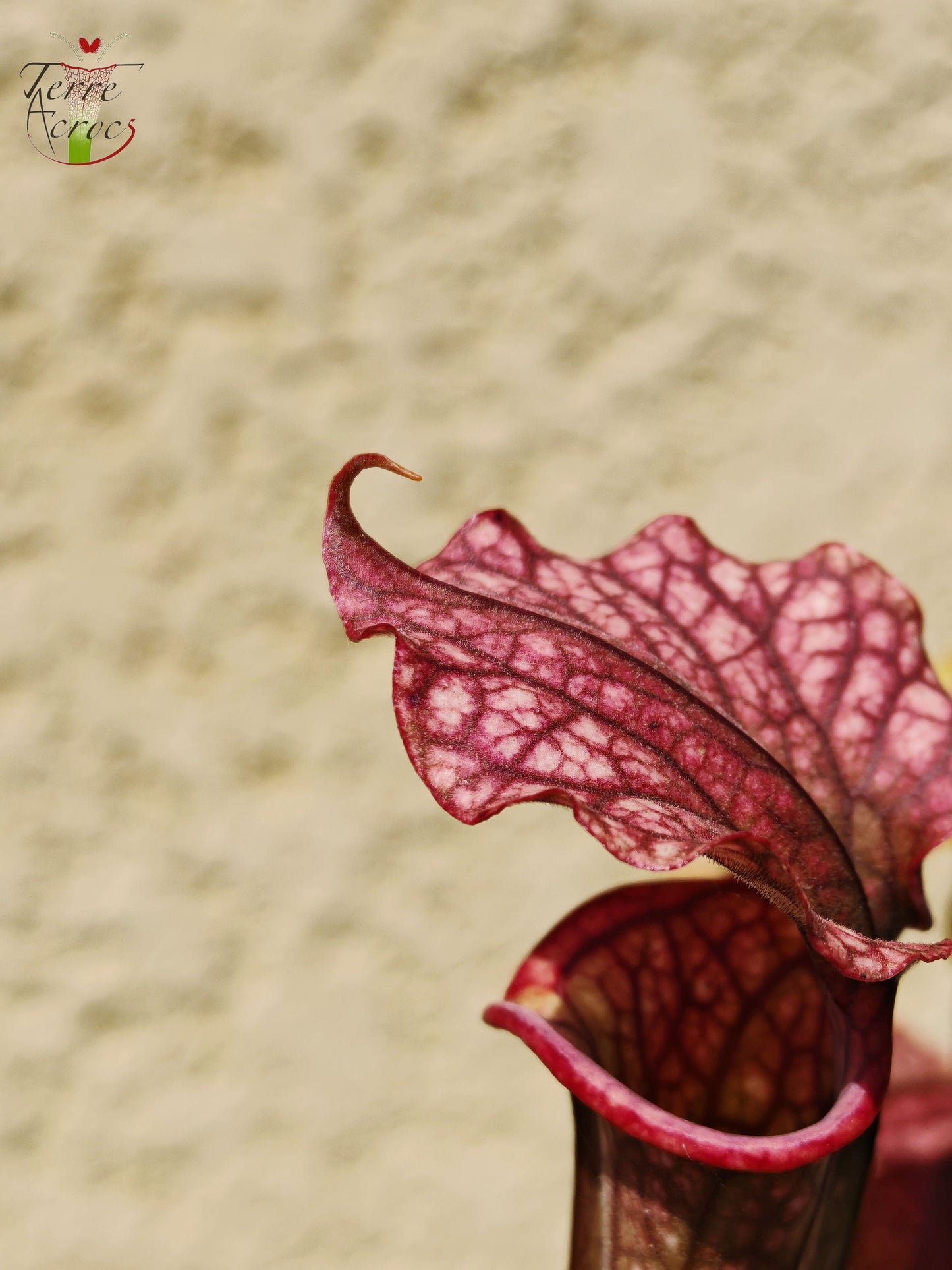 SXP16-01 Sarracenia x [((S.alata x S.leucophylla -- Red & Gold) x 'Leah Wilkerson')(SX65a, CA) x S. flava var. cuprea (F10,MK)]