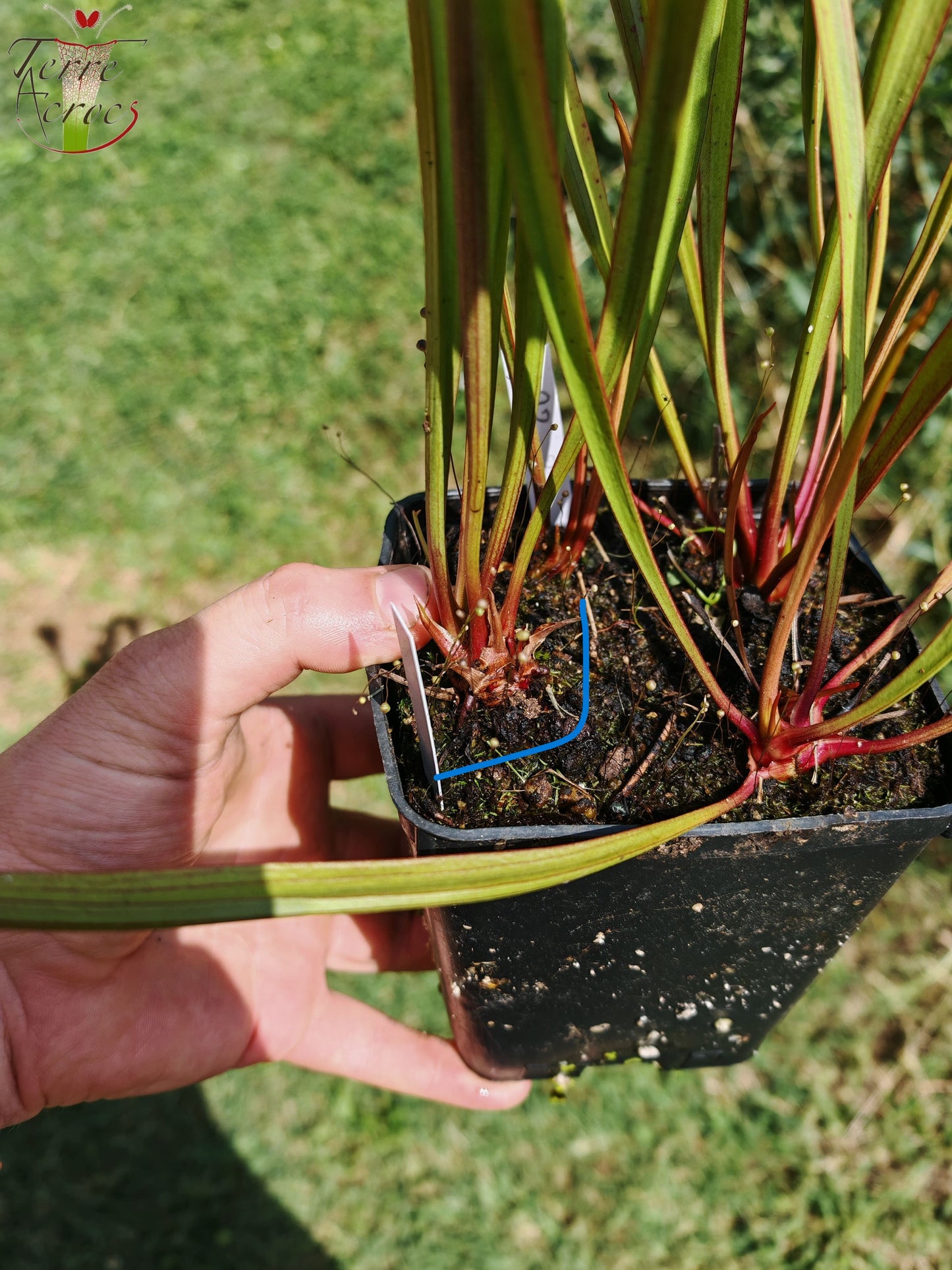 SXP16-01 Sarracenia x [((S.alata x S.leucophylla -- Red & Gold) x 'Leah Wilkerson')(SX65a, CA) x S. flava var. cuprea (F10,MK)]