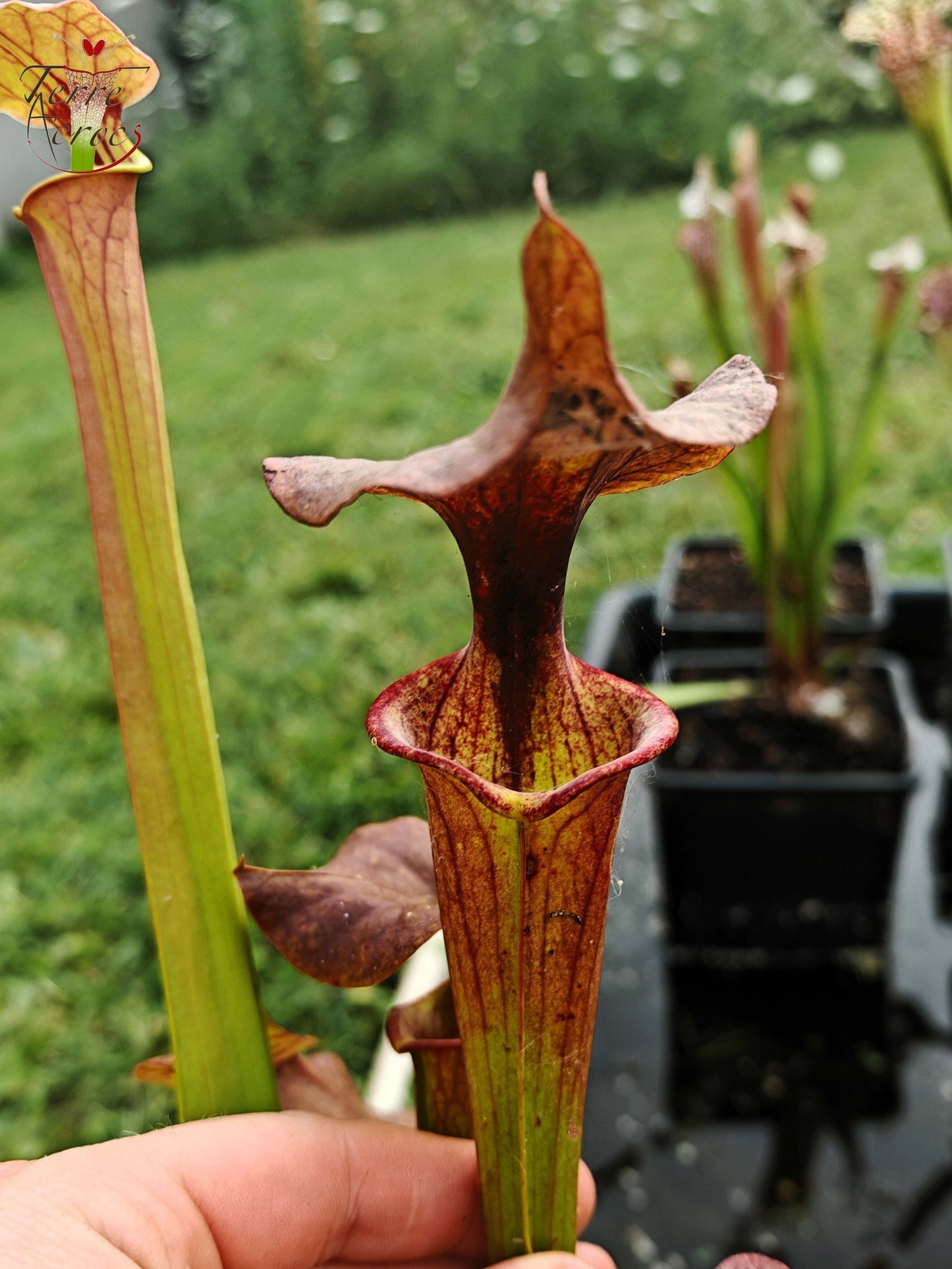 SXP24 Sarracenia hybride (moorei mix seed, with cuprea characters)