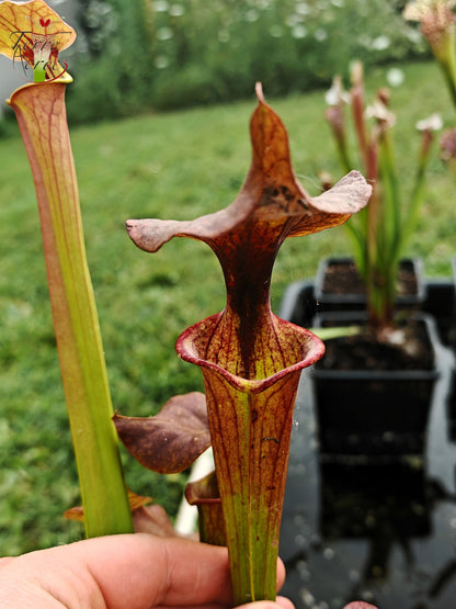 SXP24 Sarracenia hybride (moorei mix seed, with cuprea characters)