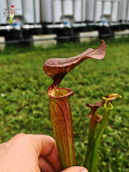 SXP24 Sarracenia hybride (moorei mix seed, with cuprea characters)