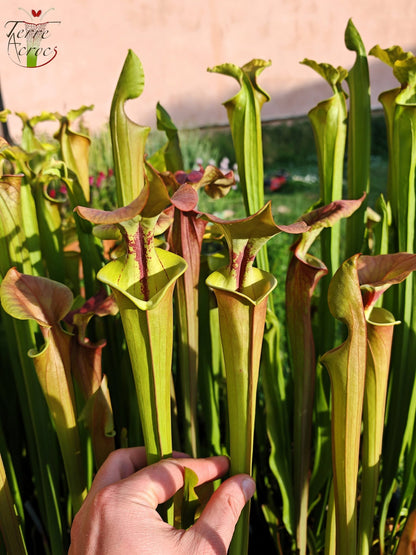 SXP24 Sarracenia hybride (moorei mix seed, with cuprea characters)