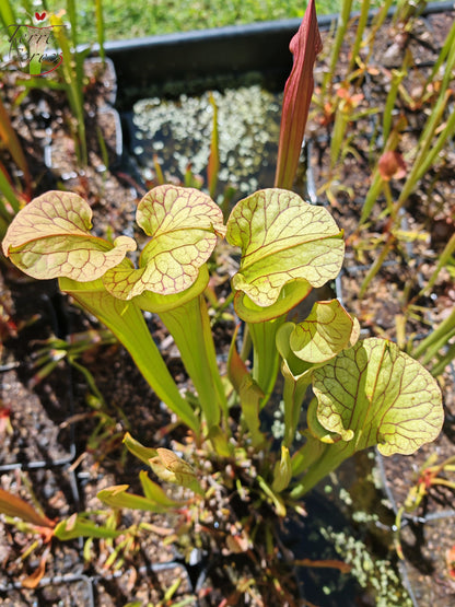U02 Unique hybrid Sarracenia