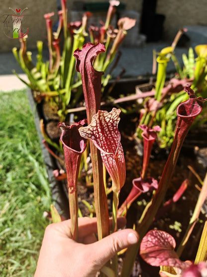 U15 Sarracenia hybride unique