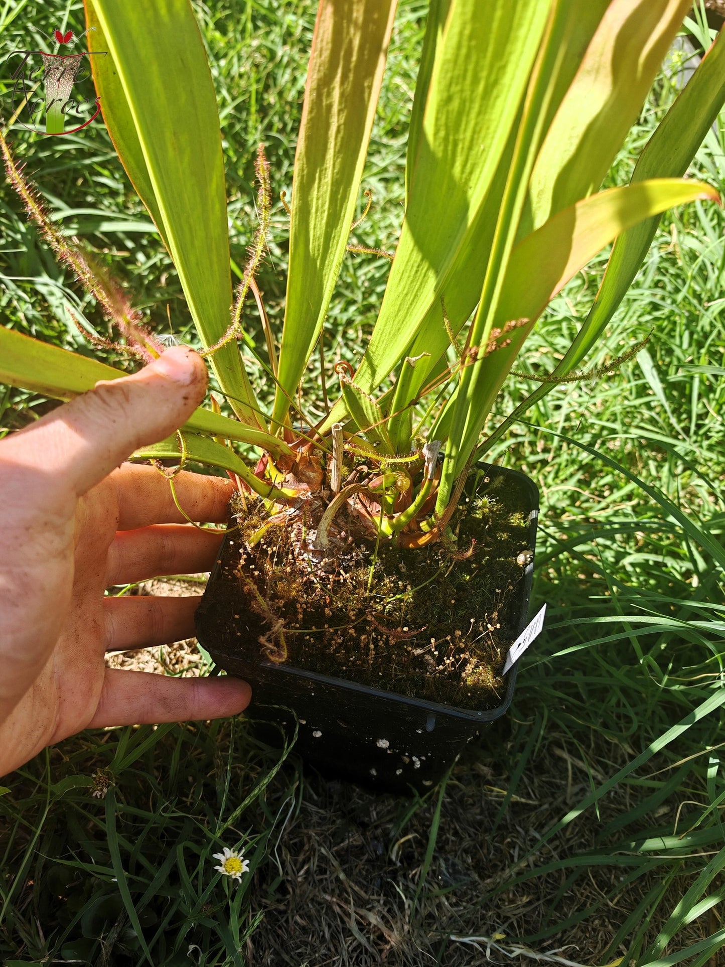 U15 Sarracenia hybride unique