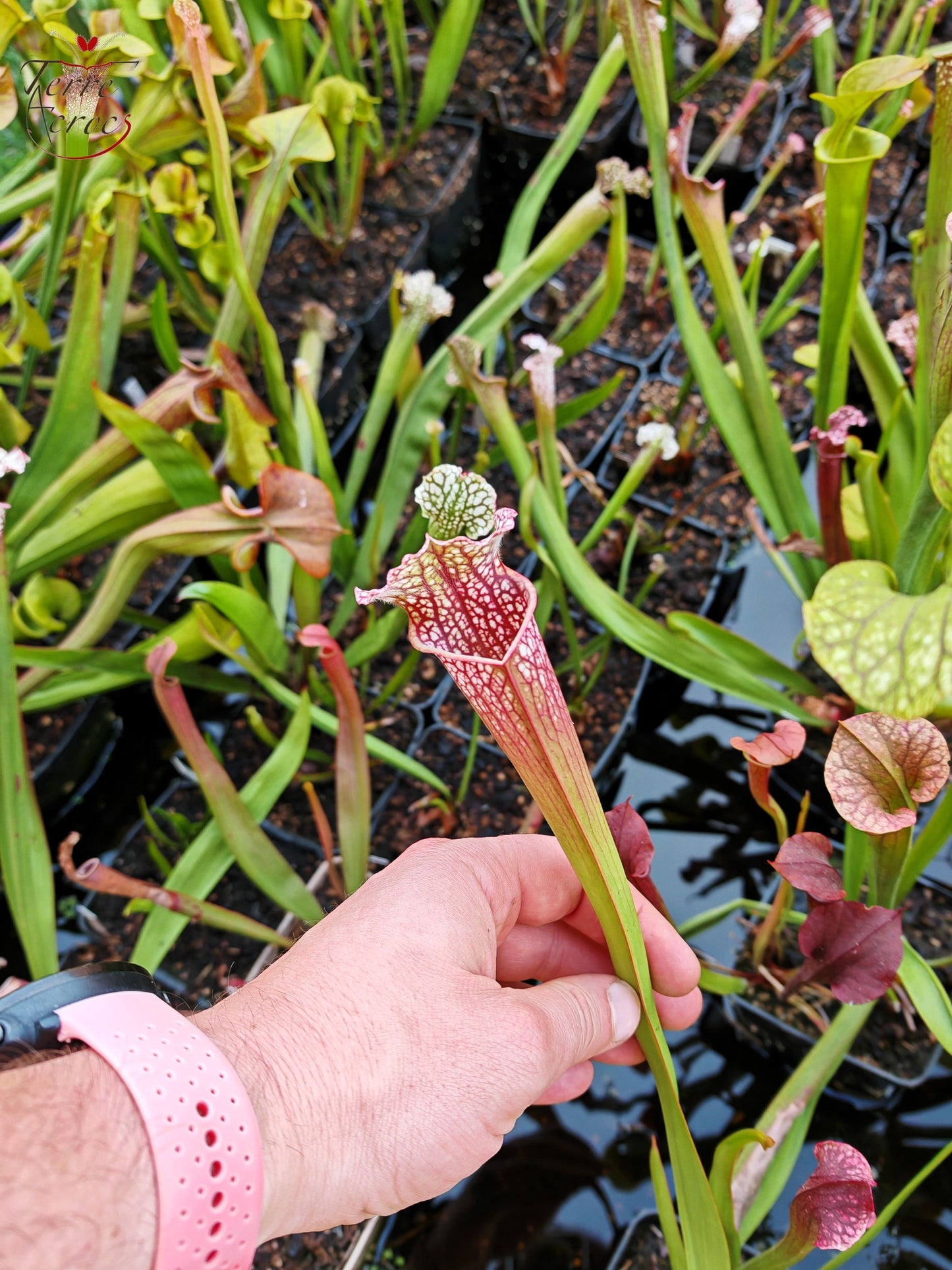 U17 Sarracenia hybride unique