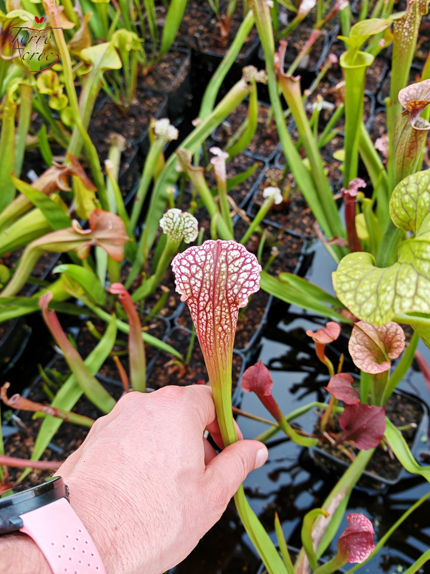 U17 Sarracenia unique hybrid