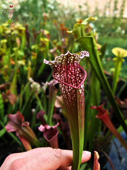 U17 Sarracenia hybride unique