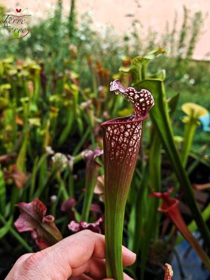 U17 Sarracenia hybride unique