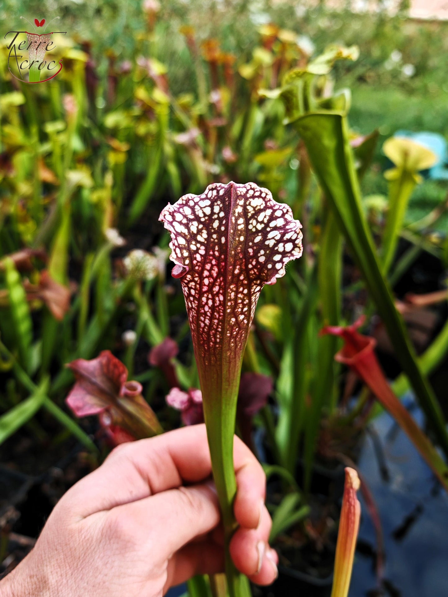 U17 Sarracenia unique hybrid