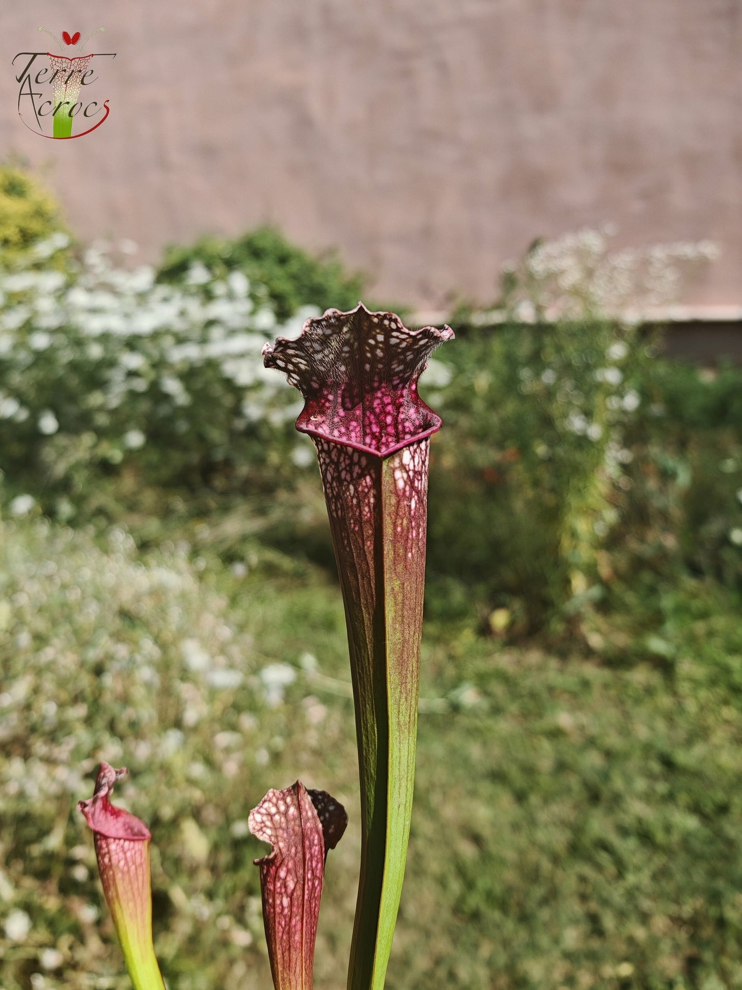 U17 Sarracenia unique hybrid