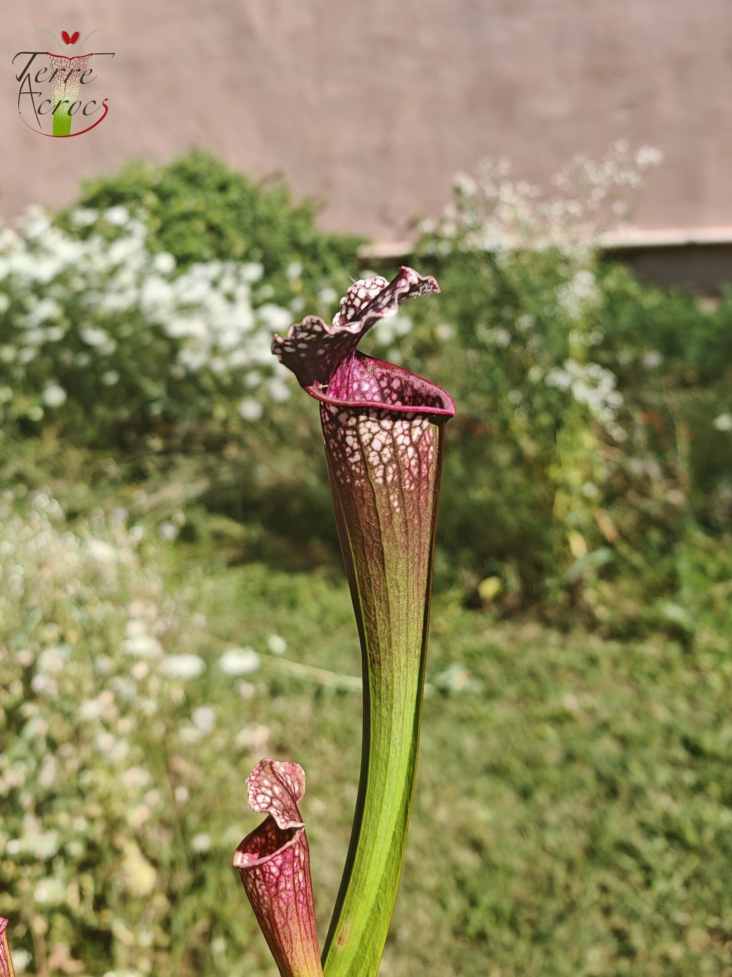 U17 Sarracenia unique hybrid