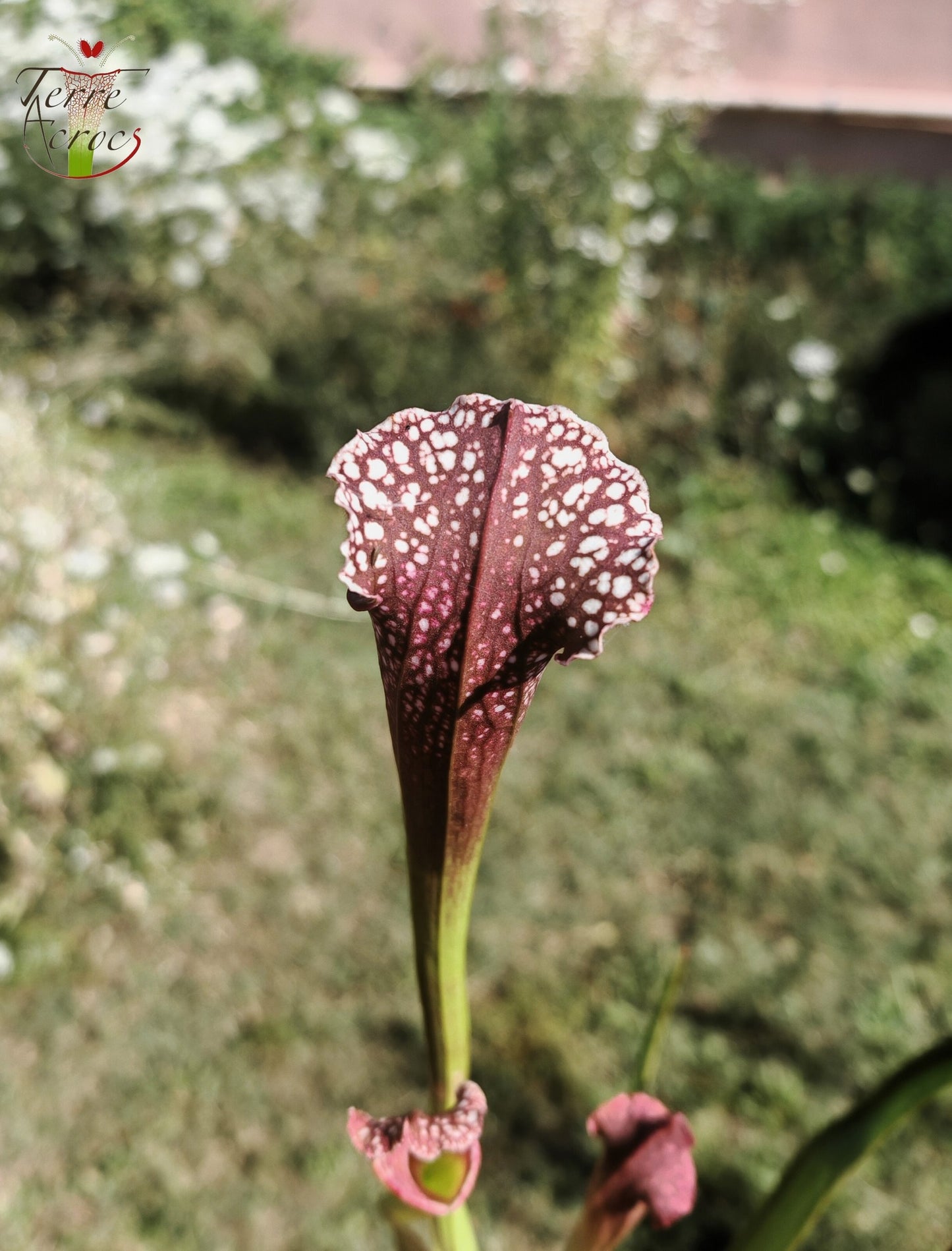 U17 Sarracenia unique hybrid