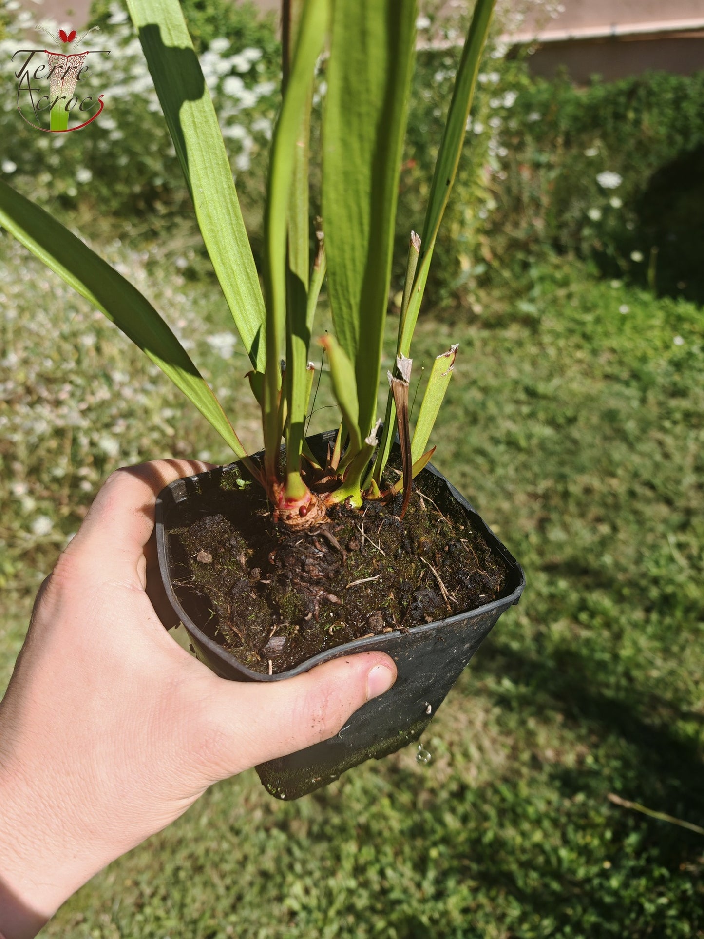 U17 Sarracenia hybride unique