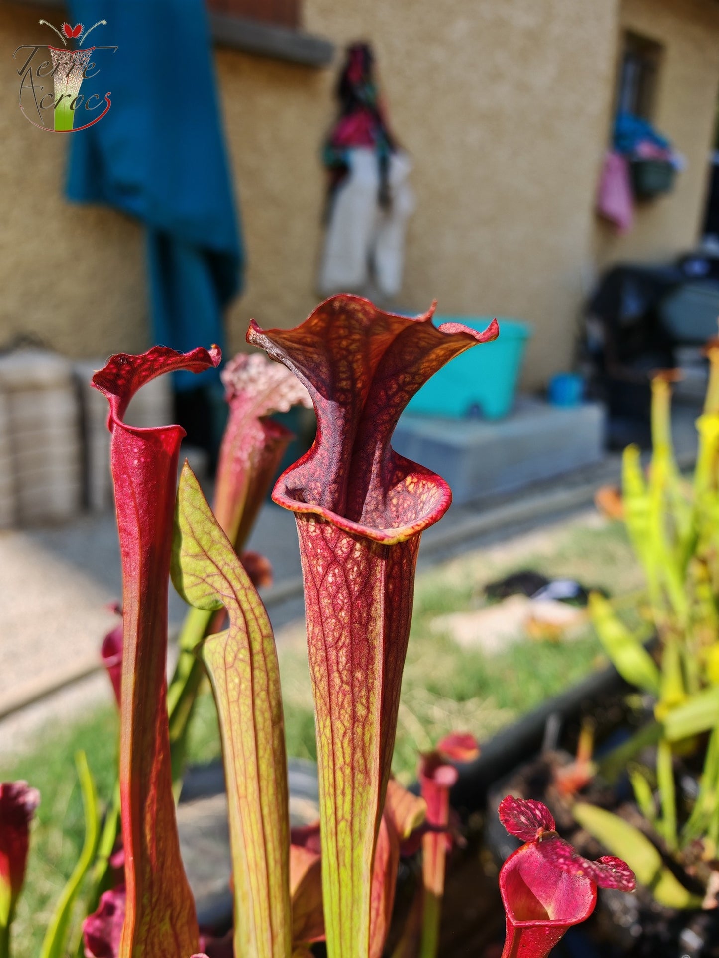 U19 Sarracenia hybride unique