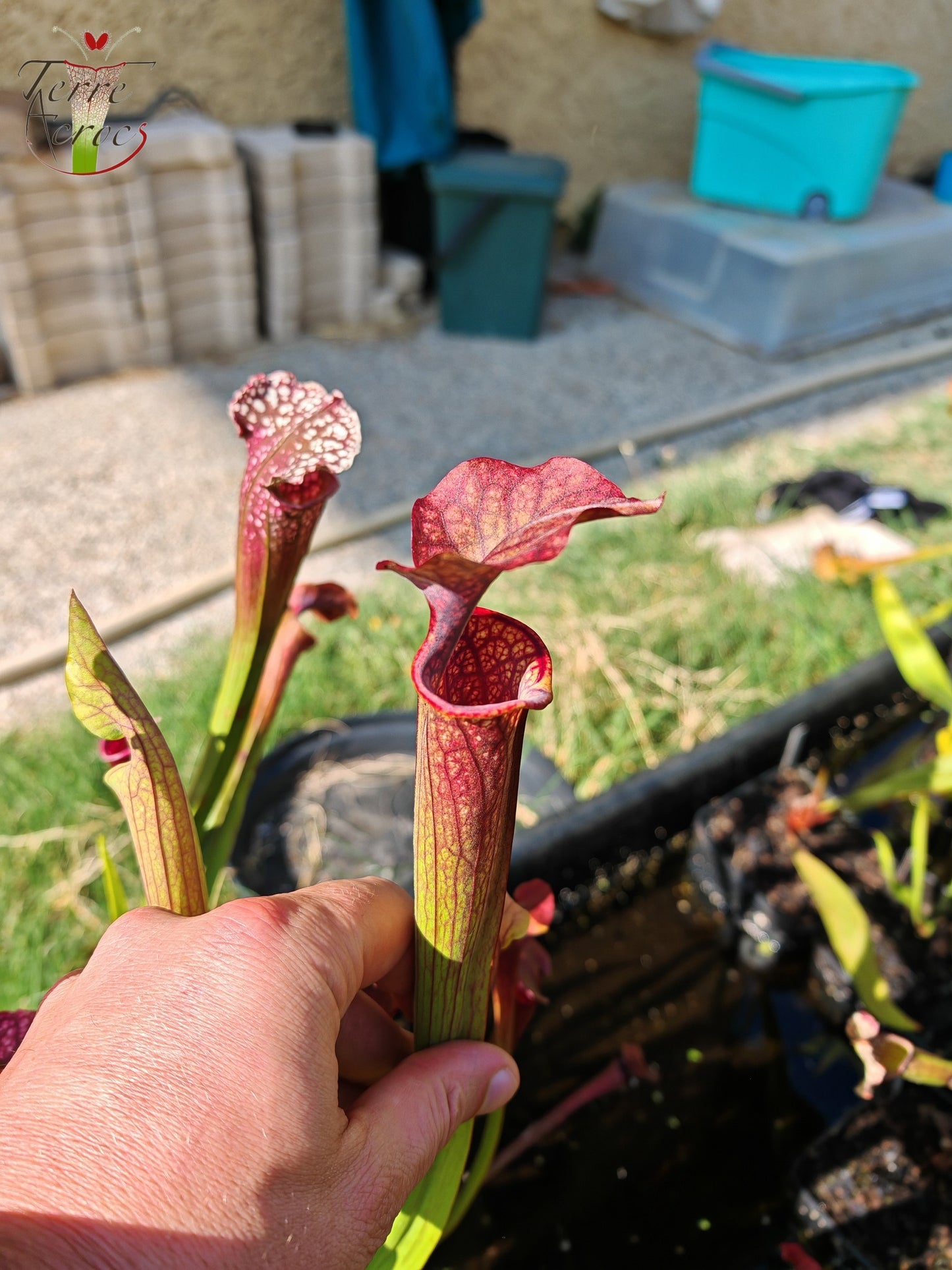 U19 Sarracenia hybride unique