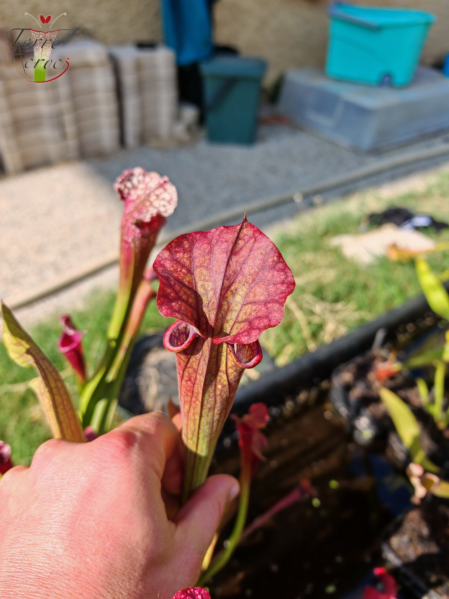 U19 Sarracenia hybride unique